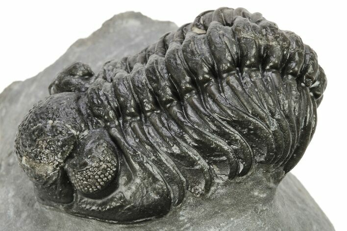 Phacopid (Adrisiops) Trilobite - Jbel Oudriss, Morocco #222413